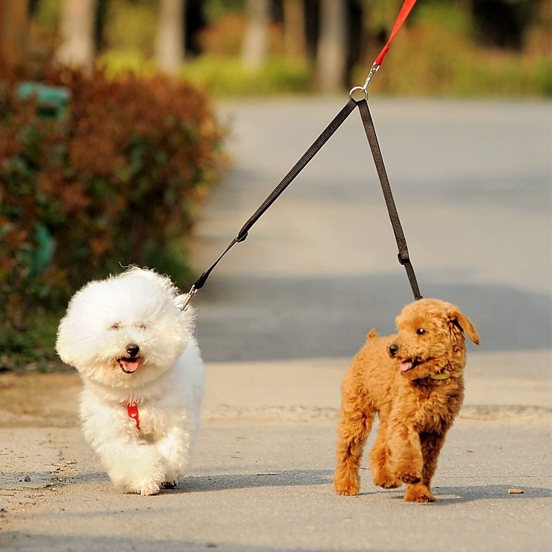 Double Twin Lead Walking Coupler Leash
